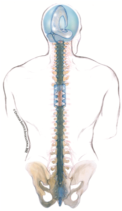 3 Craniosacral System